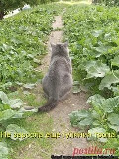 Мне попалась какая то заросшая дорожка