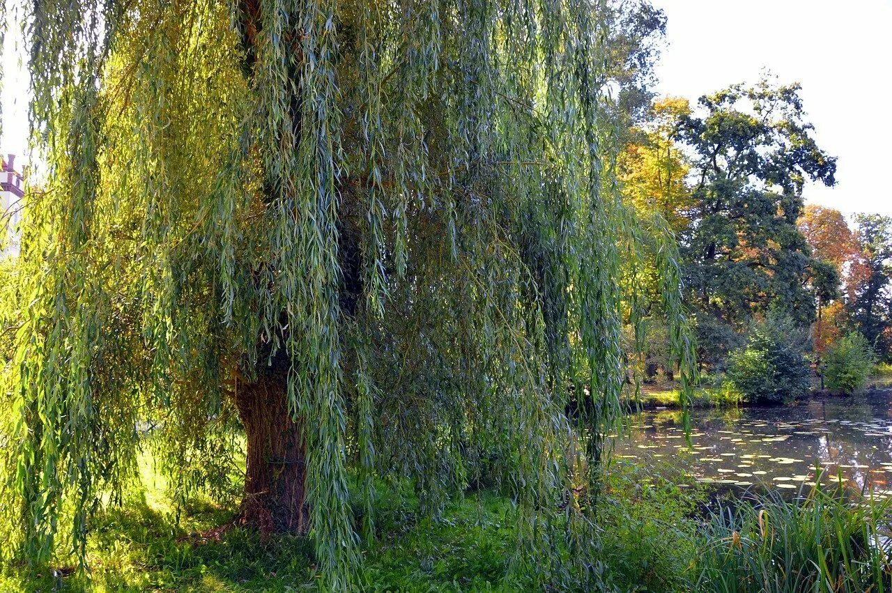 Болотная ива. Ива плакучая карликовая. Ива плакучая Тристис. Ива желтая плакучая. Ива белая tristis.