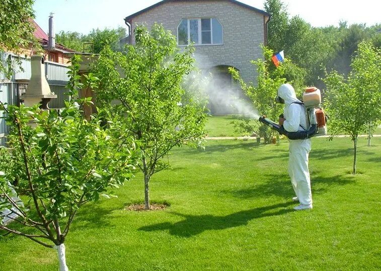 Полив яблонь летом