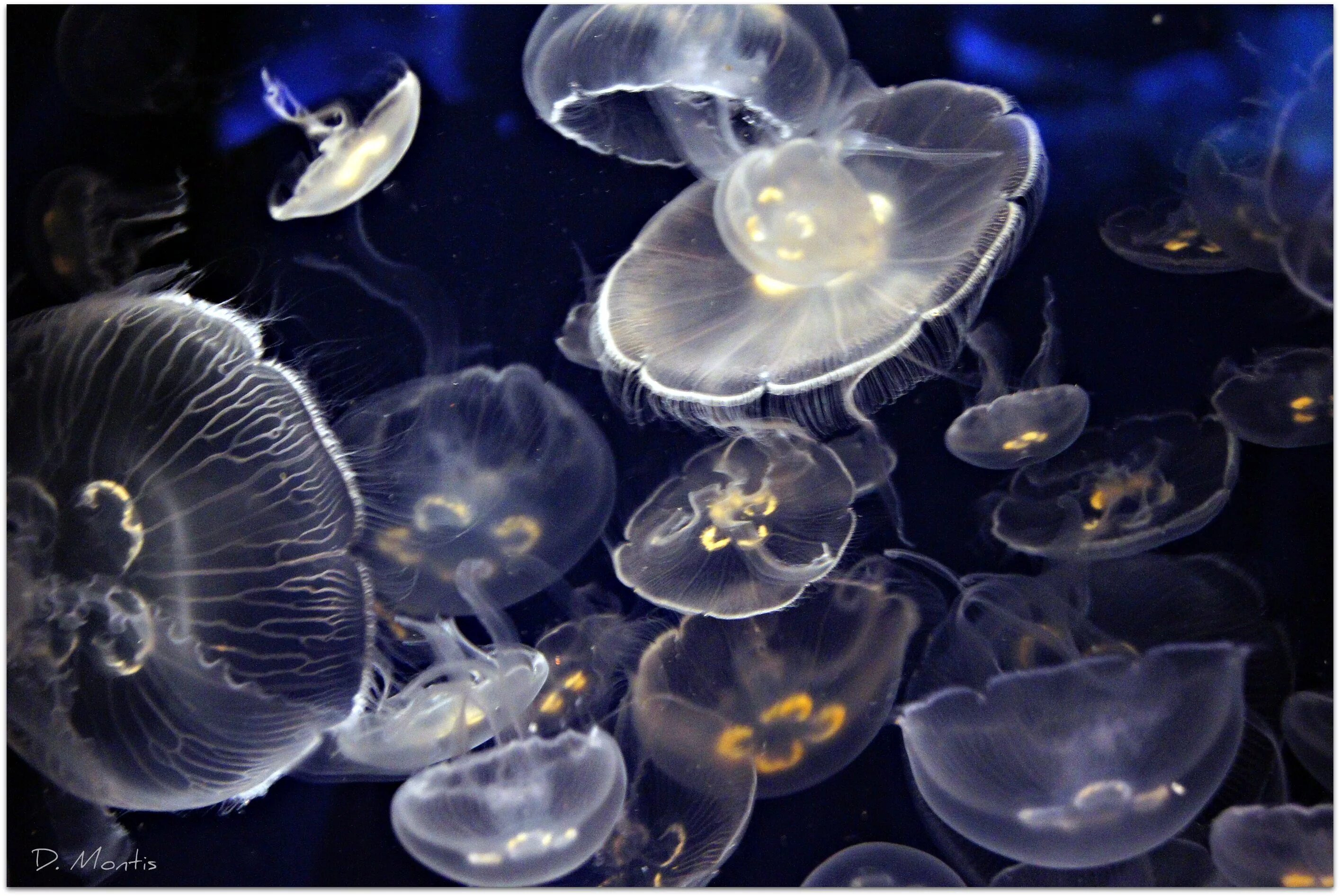 Медуза живая купить. Аквариум с медузами. Океанариум в Питере медузы. Медузник аквариум. Медузы Пантерик.
