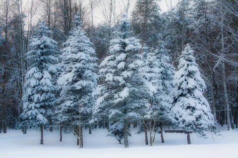Фото заснеженной елки