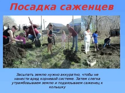 Посадки текст
