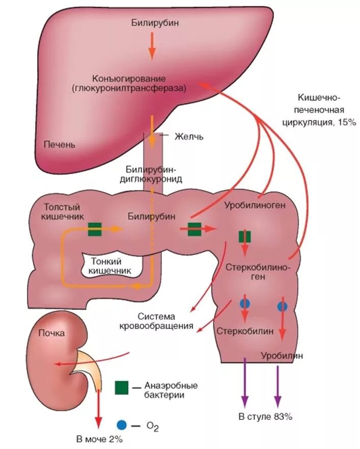 Печень и кишечник образуются. Схема образования желчных пигментов биохимия. Схема образования билирубина. Метаболизм билирубина схема. Схема этапов метаболизма билирубина.