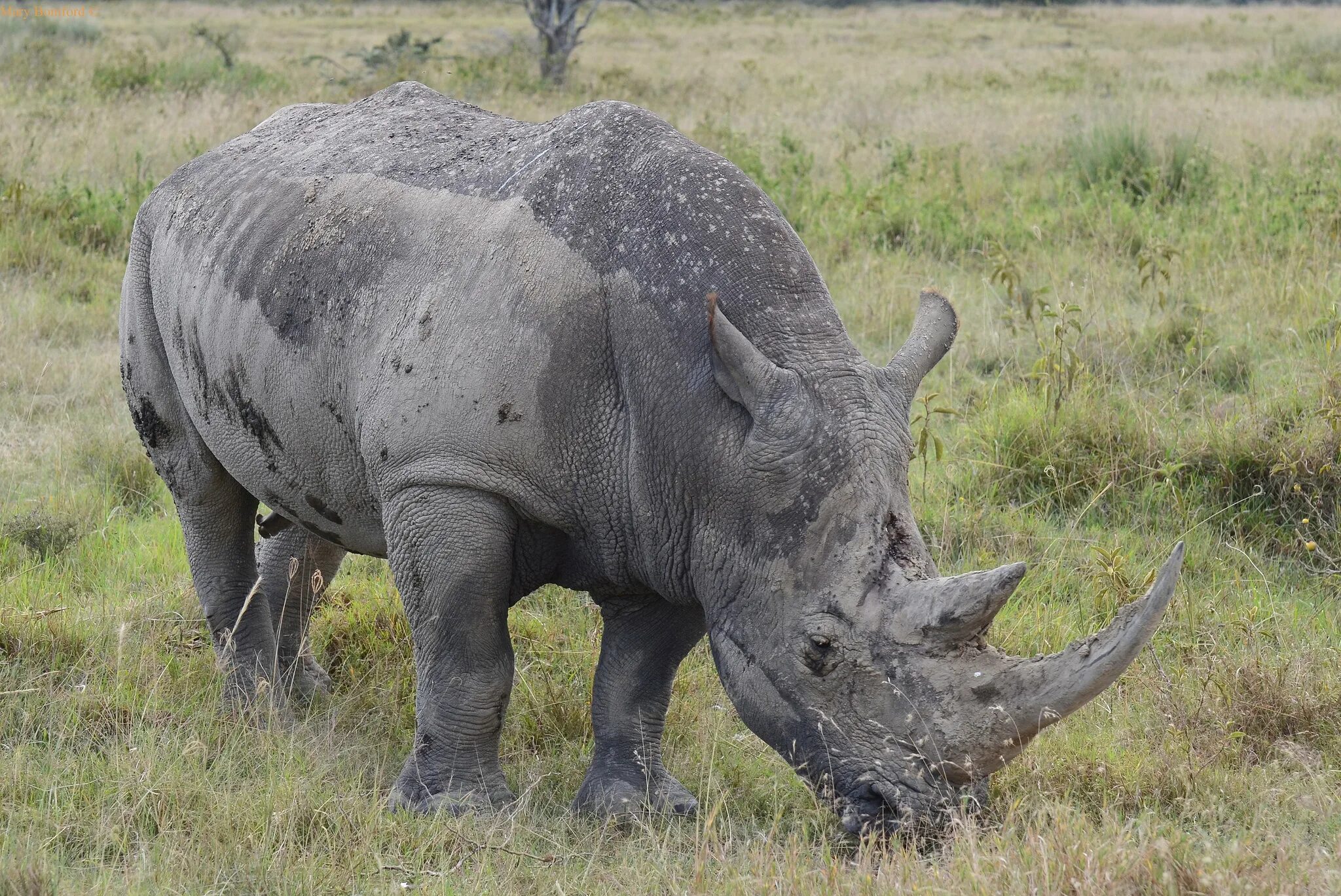 Ареал Носорогов. Белый носорог ареал. Сибирский носорог древний. Доисторический носорог.