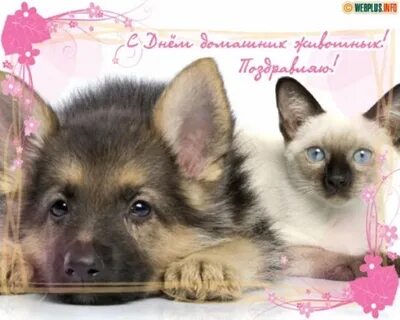 День любимых питомцев