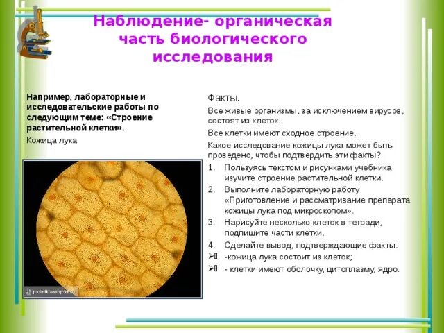 Инструктивные карточки лабораторных работ по биологии для 5 класса - презентация