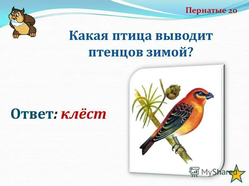 клест выводит птенцов зимой. птицы выводят птенцов зимой. клесты выводят птенцов в зимние холода. какие птицы выводят птенцов зимой. клесты выводят птенцов зимой.