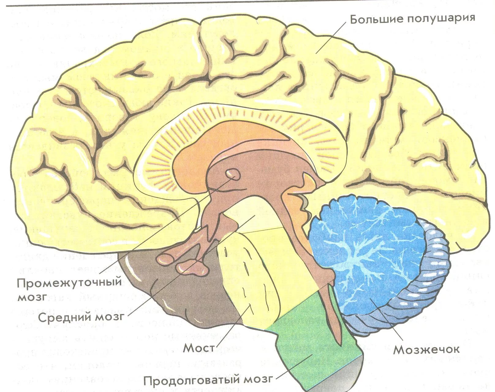 Большое полушарие мозолистое тело мост гипоталамус. Головной мозг продолговатый средний задний промежуточный. Головной мозг строение промежуточный. Продолговатый мозг,мост,средний мозг, мозжечок,промежуточный. Мозжечок — ￼; мост — ￼; продолговатый мозг — ￼; промежуточный мозг —.