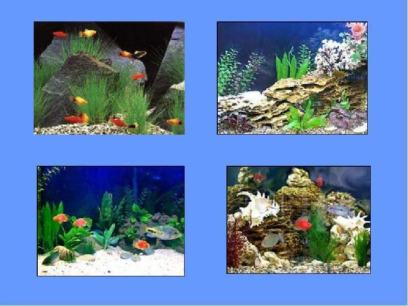 Аквариум искусственная экосистема. Моделирование: экосистема аквариума. Экосистема аквариума обитатели. Комнатный аквариум модель экосистемы.