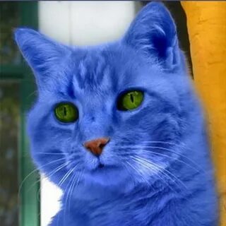 Коте для малышей синий