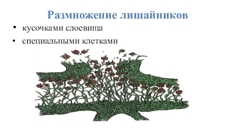 2 лишайники размножаются. Размножение лишайников кусочками слоевища. Размножаются лишайники кусочками слоевища. Лишайники размножение схема. Размножение лишайников схема.