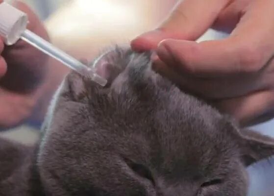 Как почистить уши котенку