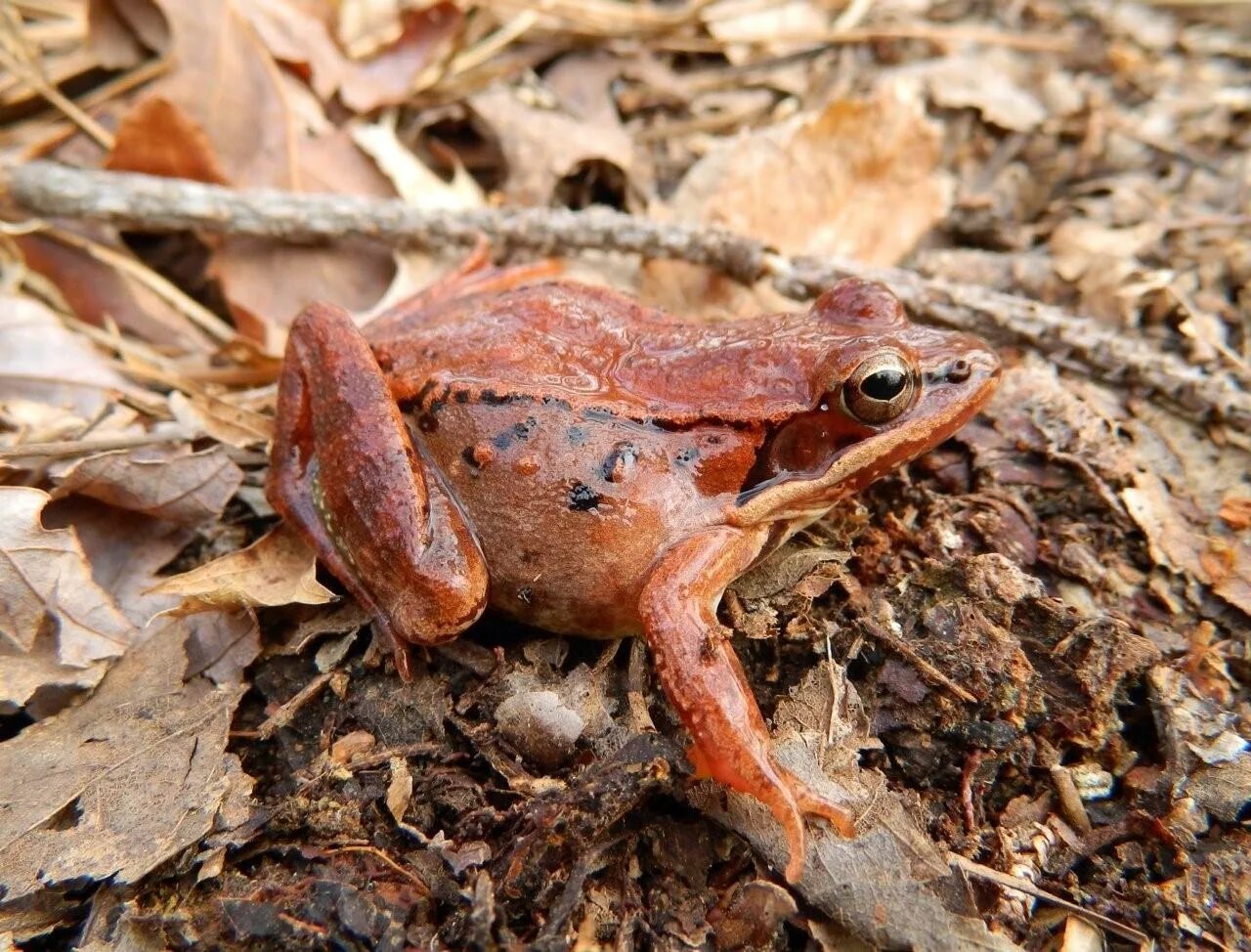 Лягушка Rana sylvatica. Лесная лягушка(Rana sylvatica) ареал. Остромордая лягушка голубая. Квакша остромордая.