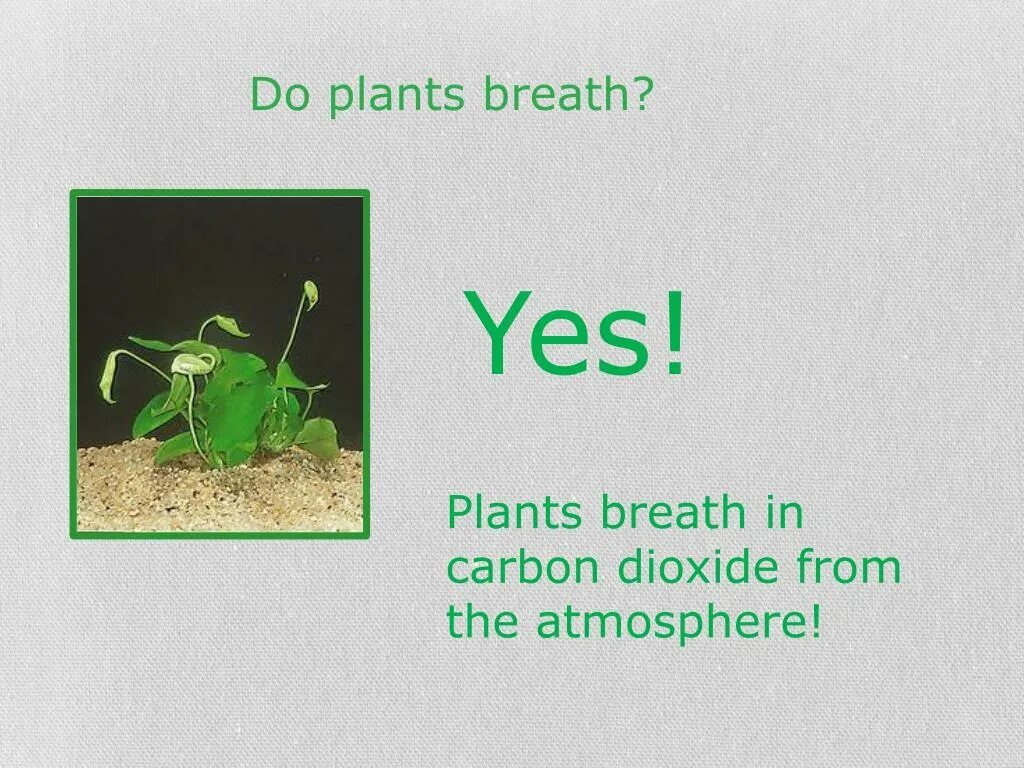 Plants Breath. Breathing in Plants. Do Plants turn Carbon dioxide into Oxygen. Breath in Breath out Worksheets.