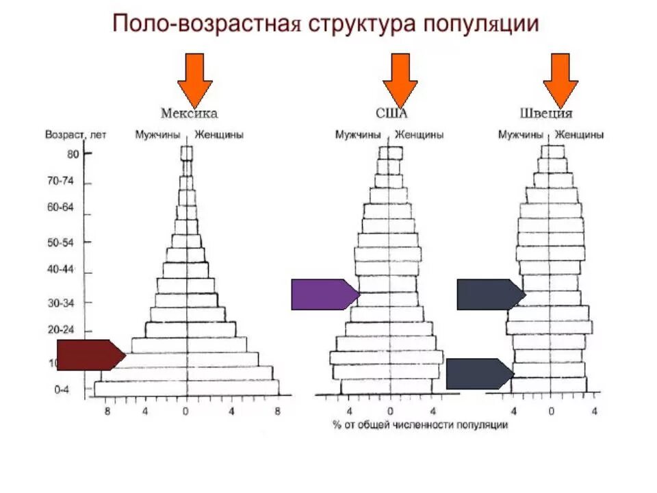 Характеристика популяций возрастная структура. Возрастно половая структура популяции. Возрастная структура популяции график. Возрастная структура популяции структура. Типы половозрастной структуры популяции.