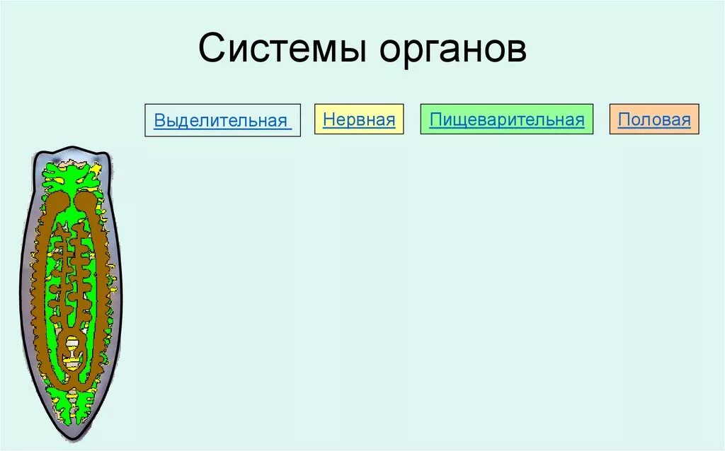 Выделительная нервная система представлена. Опорно двигательная система плоских червей. плоские черви половая система. выделительная система плоских червей. выделительная нервная пищеварительная.