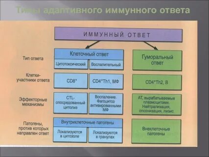 Основной этап иммунного ответа