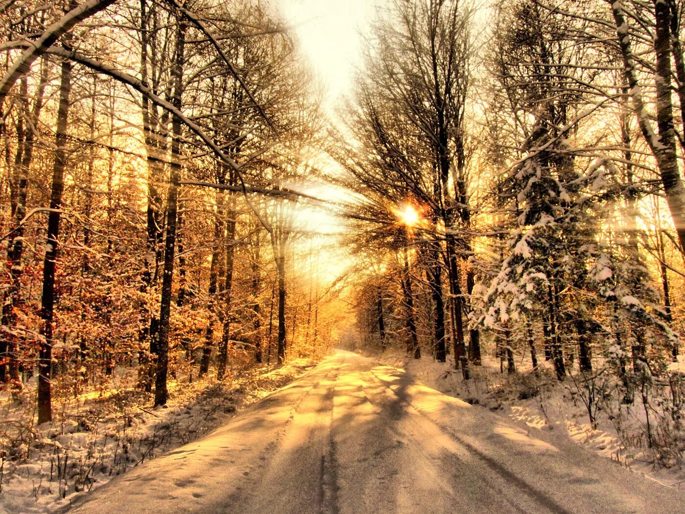 Зима лес солнце. Яркое солнце и снег. Зима солнце. Зимний лес солнце. Зимой в лесу.