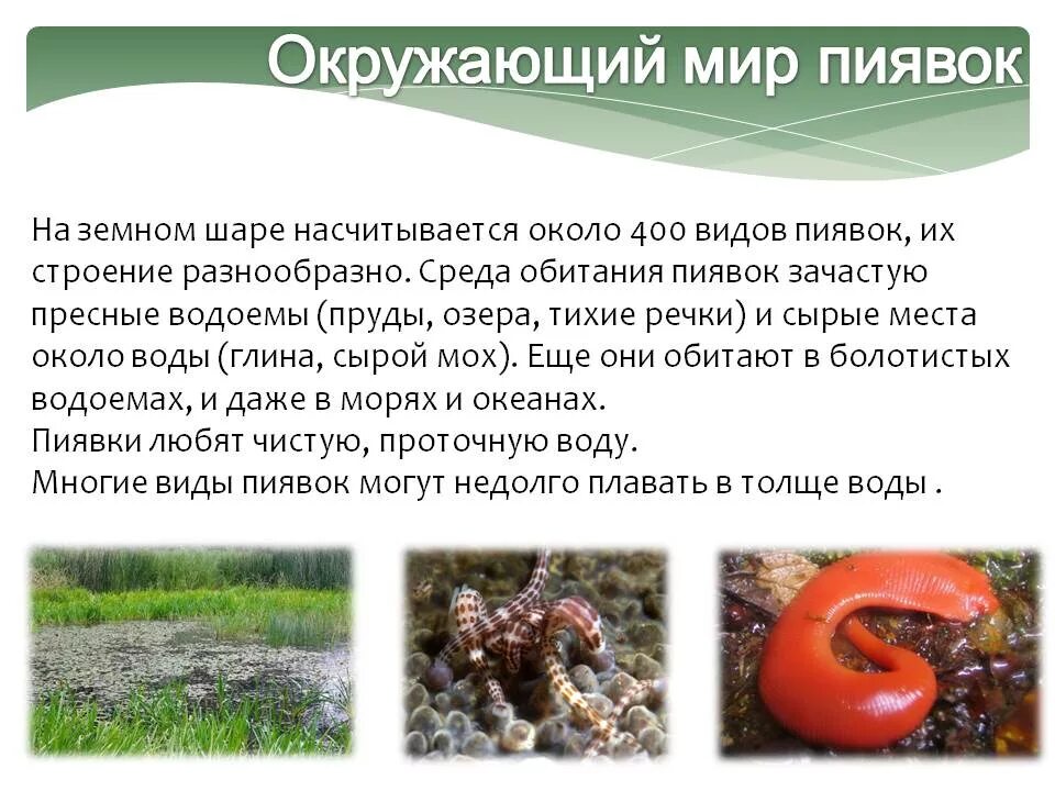 Образ жизни и особенности строения класса пиявки