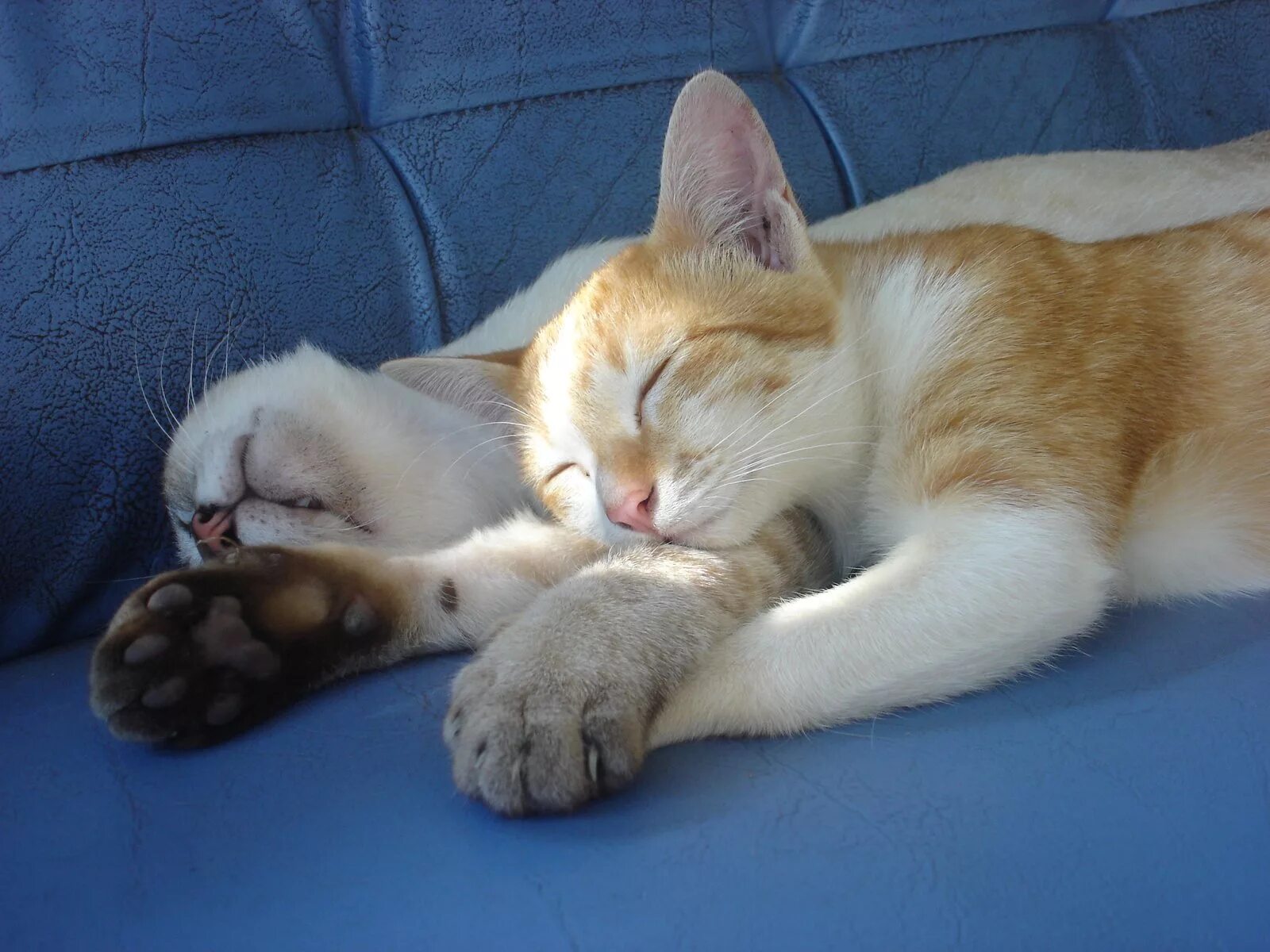 Спящие вместе коты. Спящие коты. котики спят в обнимку. спящие котики в обнимку.