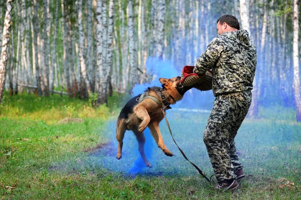 Кинологи цена обучения. Кинолог. Кинолог дрессировка. Кинолог Челябинск. Кинолог с собакой арт.