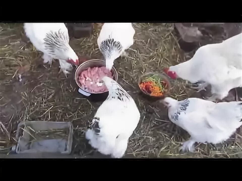 Можно ли давать зеленый лук бройлерам
