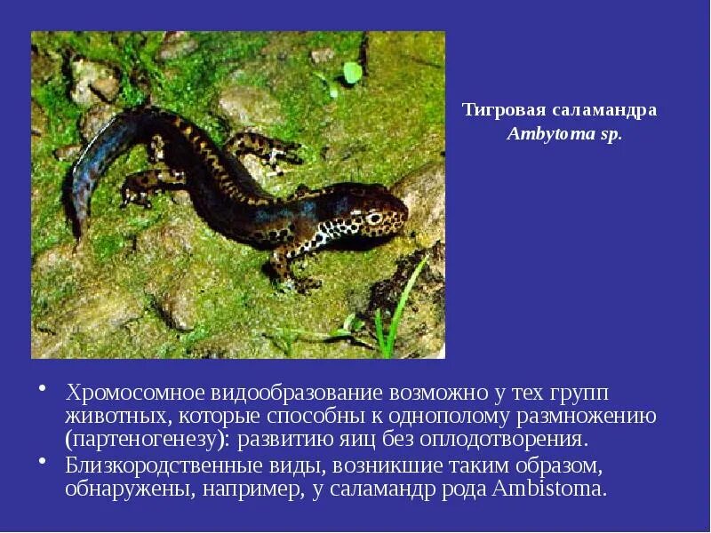 Сообщение о саламандре. Хромосомное видообразование. сообщение о слломандре. не способны к размножению.