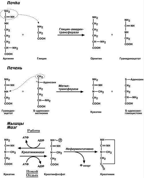 Синтез креатинина схема. Синтез креатина, образование креатинфосфата и креатинина. Синтез креатинина биохимия. Синтез креатина биохимия реакции. Кератинин