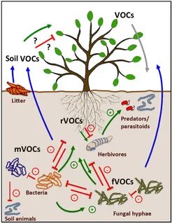 Voc