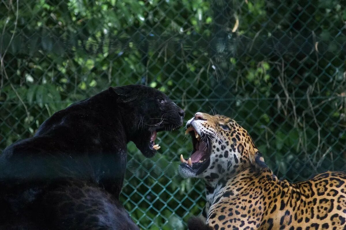Леопард Ягуар пантера. Пантера это леопард или Ягуар. Леопард гепард пантера. Черная пантера Ягуар и леопард.