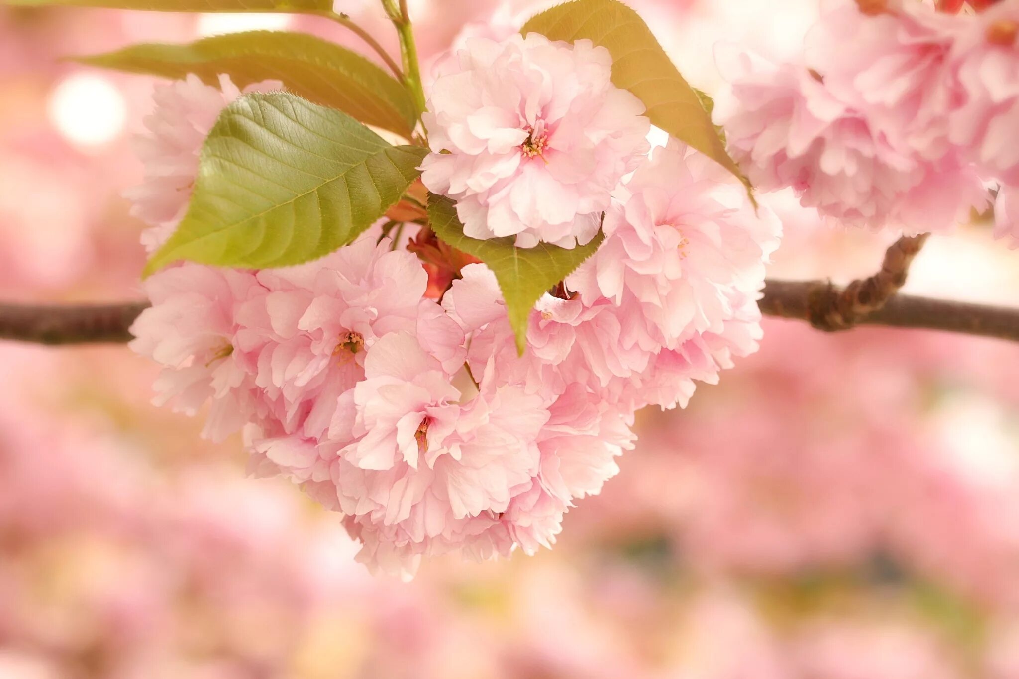 Персиковая Сакура. Цветение розовой Сакуры. Сакура цветение листья. Розовые цветы Сакуры. Цветы 1024 600