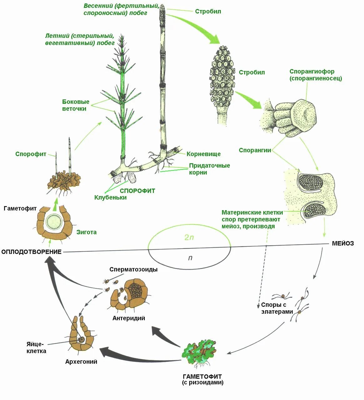 Жизненный цикл хвощей схема ЕГЭ. Жизненный цикл хвоща схема. Цикл развития хвоща полевого. Цикл развития плауна и хвоща. Клетки гаметофита имеют набор хромосом