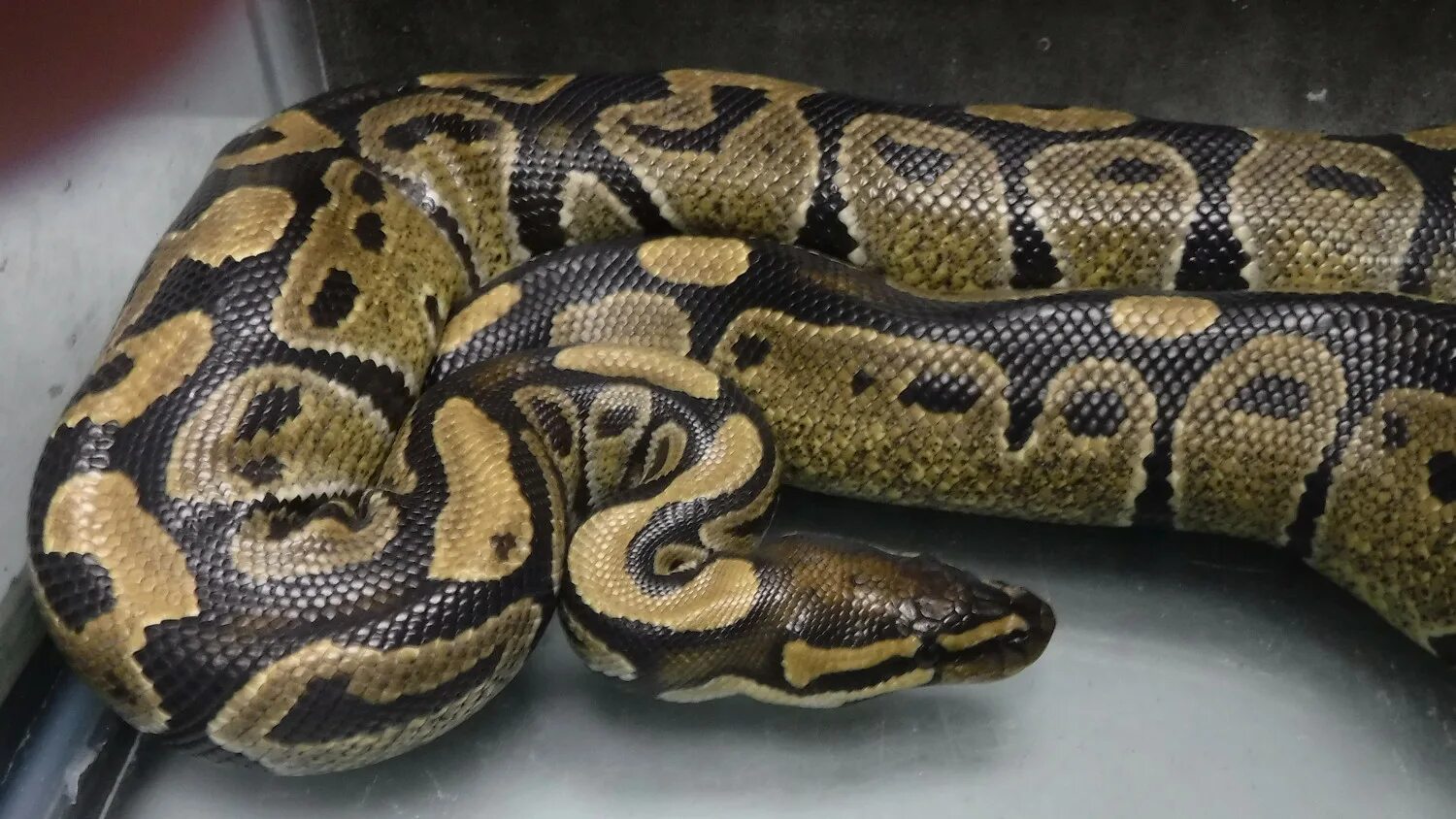 Pet python. Патагонский фиолетовый питон. Кольчатый питон. Кавказский удав. Чешуйчатые кольчатый питон.