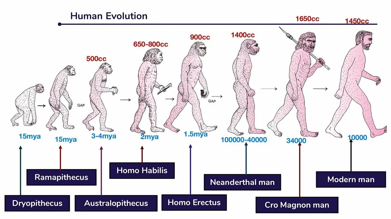 Эволюция человека. Human Эволюция. Этапы развития человека. Ступени эволюции человека.