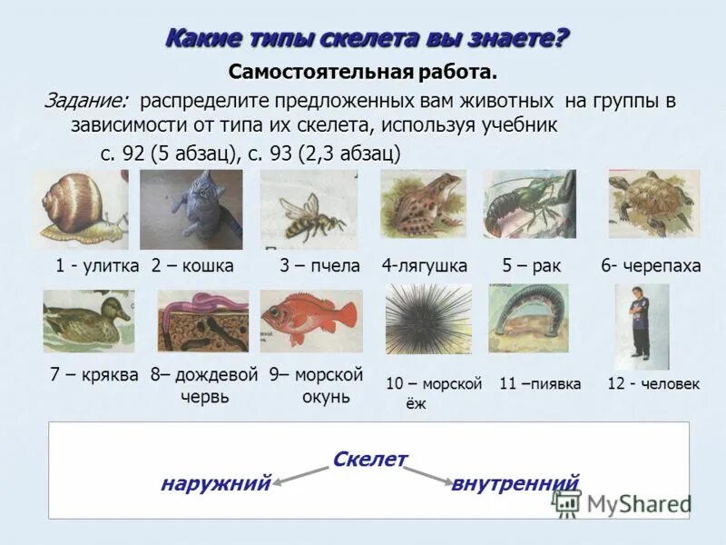 Опорные системы животных таблица - TouristMaps.ru