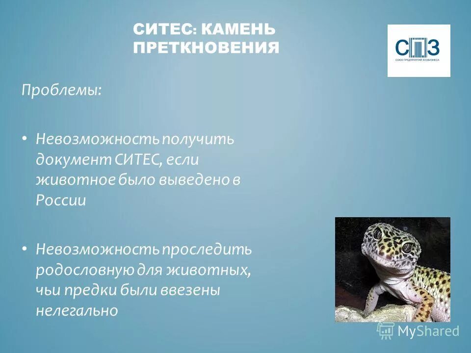 список ситес животные. ситес животные. документ cites. список ситес животные. сообщение о животном из красной книги 3 класс снежный барс.