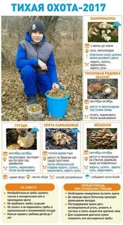 Кормить грибами