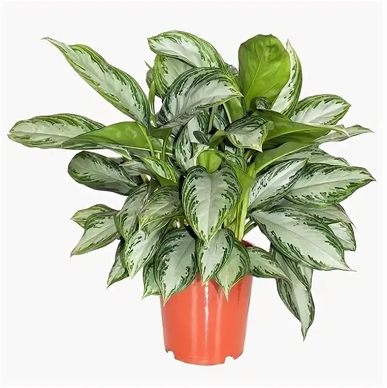 Аглаонема Orangery aglaonema mix d 12 см h 30 см - характеристики и описание на 