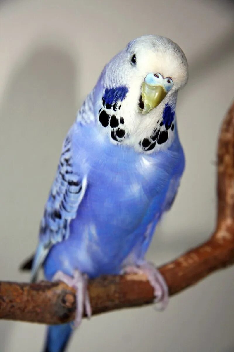 Попугай волнистый голубой. Волнистый попугайчик голубой. Пинто волнистый попугай. Волнистый попугай девочка. Волнистый попугайчик голубой.