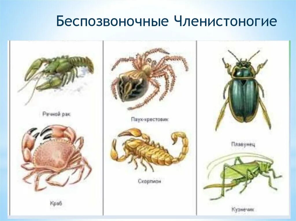 Три примера животных относящихся к членистоногим