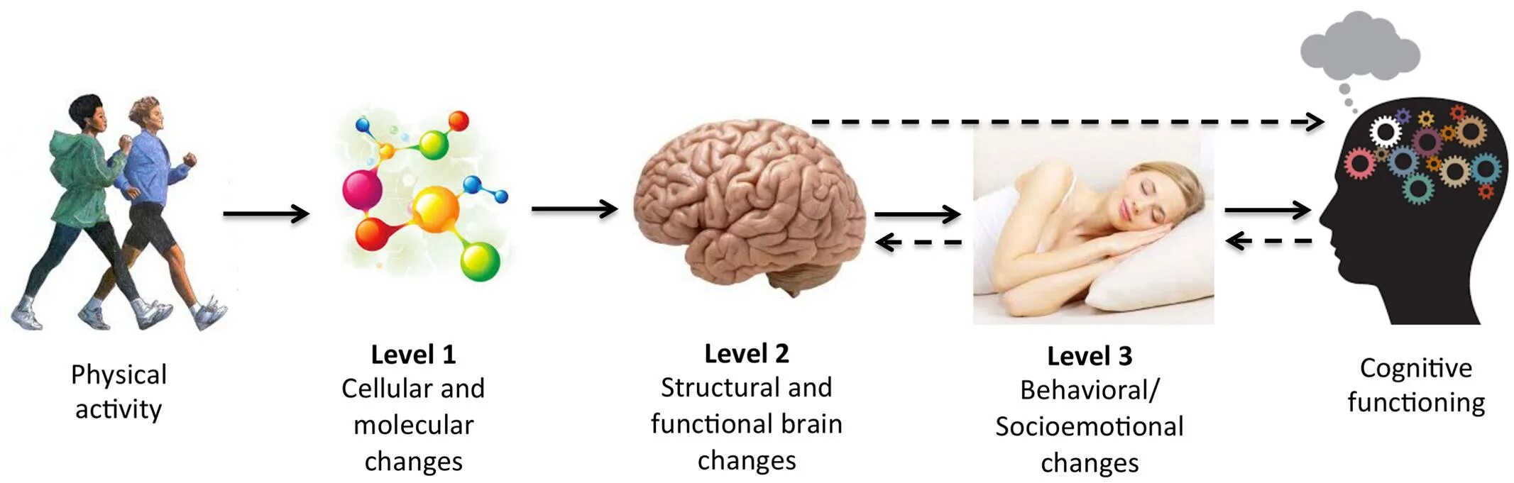 Physical activity Level. Physical activity and cognitive. Low physical activity. Cognitive functions Brain. Levels of functioning