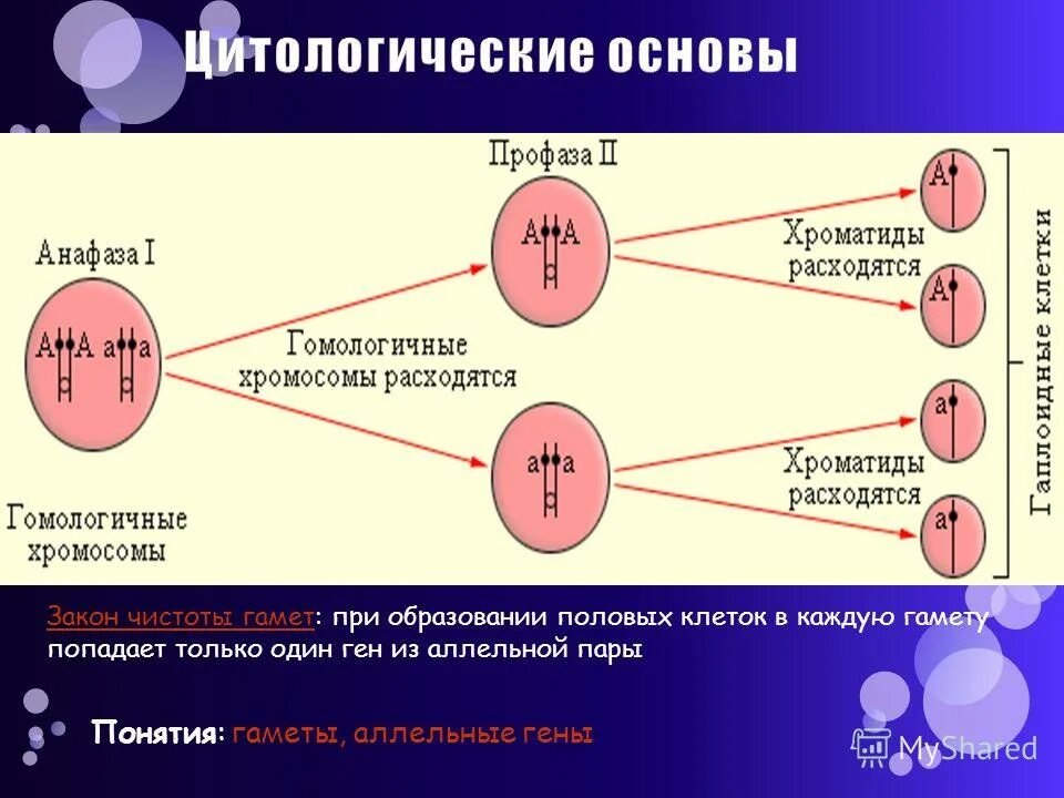 закон чистоты гамет. половая клетка организма несущая 1 ген из аллельной пары. гамета несет один ген из аллельной пары. 2 закона менделя по биологии. основные положения гипотезы чистоты гамет.