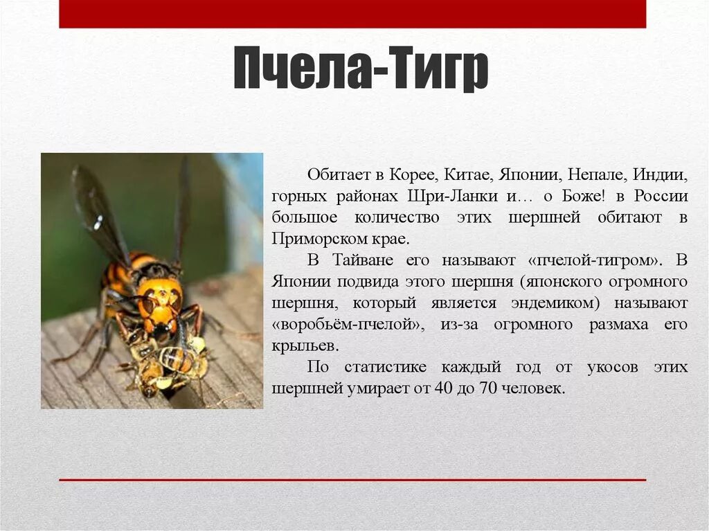 Шершень перевод