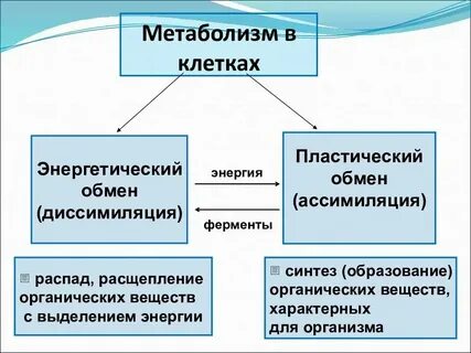 Какова взаимосвязь пластического и энергетического