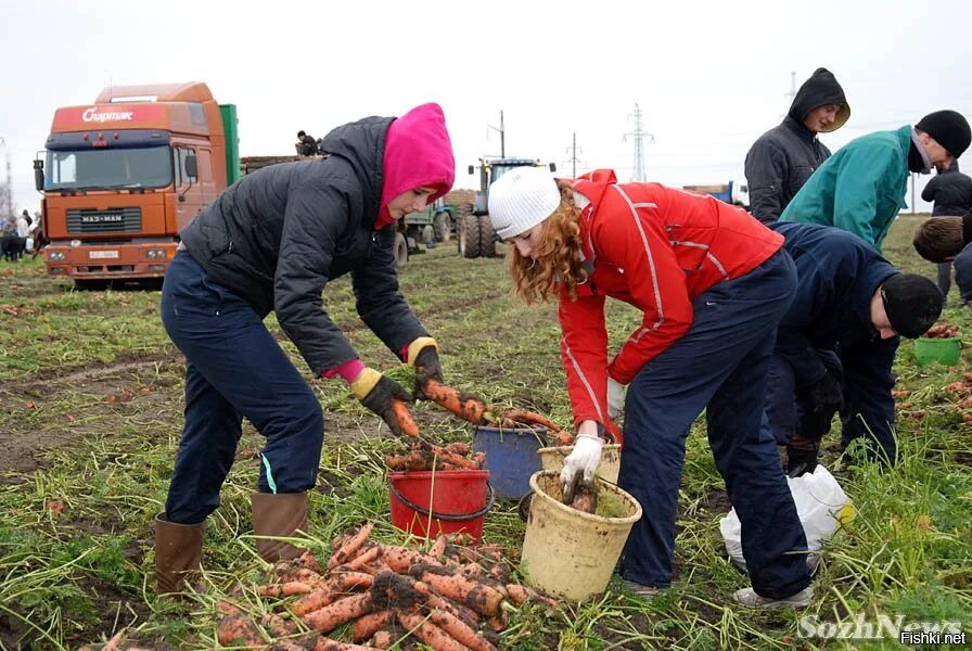 Сбор урожая овощей. Уборка урожая. Уборка овощей. Сбор урожая в огороде.