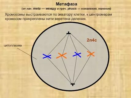 Метафаза 2 процессы