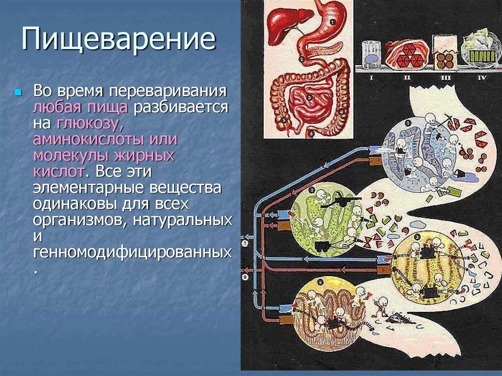 Сколько пища переваривается и выходит. Плохо переваривается еда. Время переваривания пищи. Часы переваривания пищи. Сколько организм переваривает пищу.