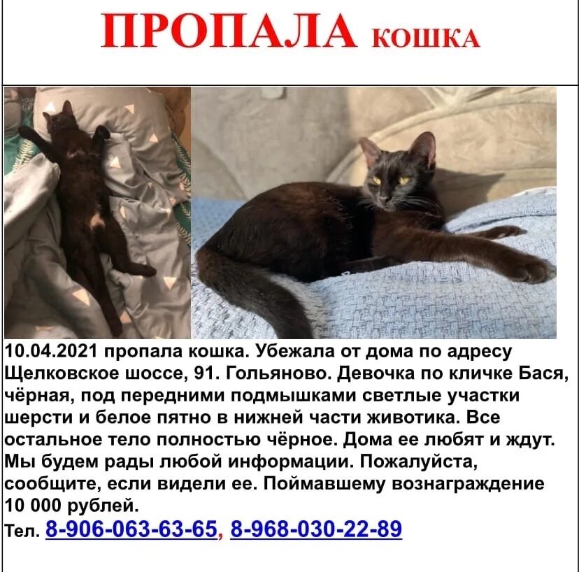 Убежала кошка может ли вернуться. Убежала кошка может ли вернуться. Убежала кошка может ли вернуться. Кошка в движении. Убежала кошка может ли вернуться.