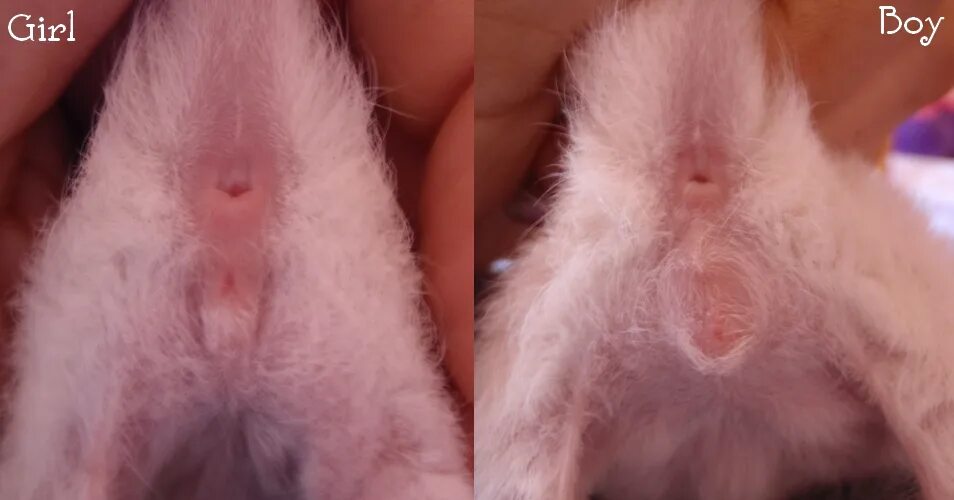 Как определить кота от кошки. Как определить пол котенка. как отличить котенка мальчика от девочки.