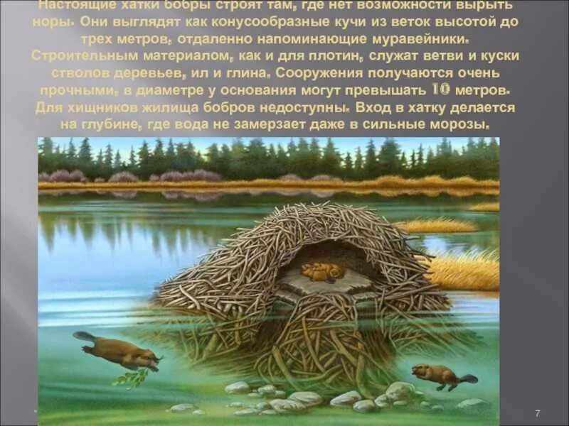Для чего строят плотины. Бобры хатки и плотины. жилище бобров хатка. бобр плотина хатка. где живут бобры.
